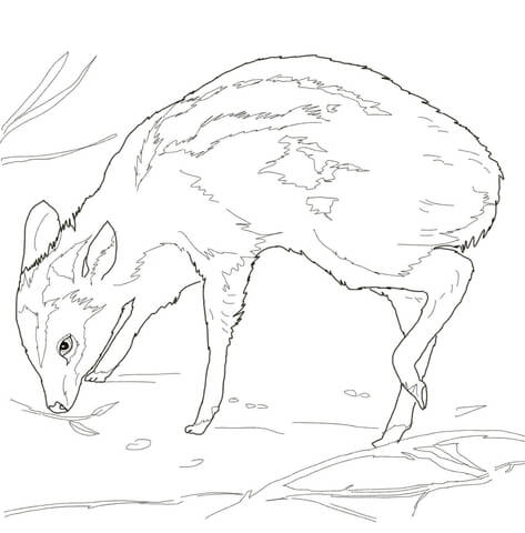 Leg Poppin Mouse Deer Coloring Page